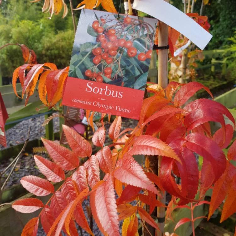 Sorbus Olympic Flame Growing Guide