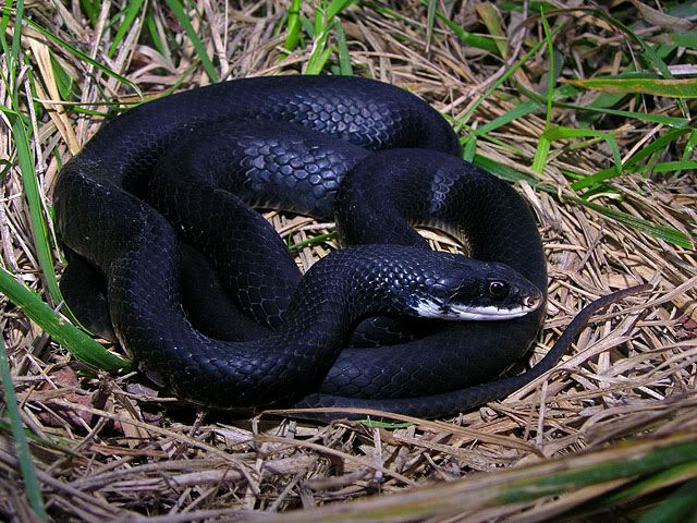 Southern Black Racer Habitat Insights