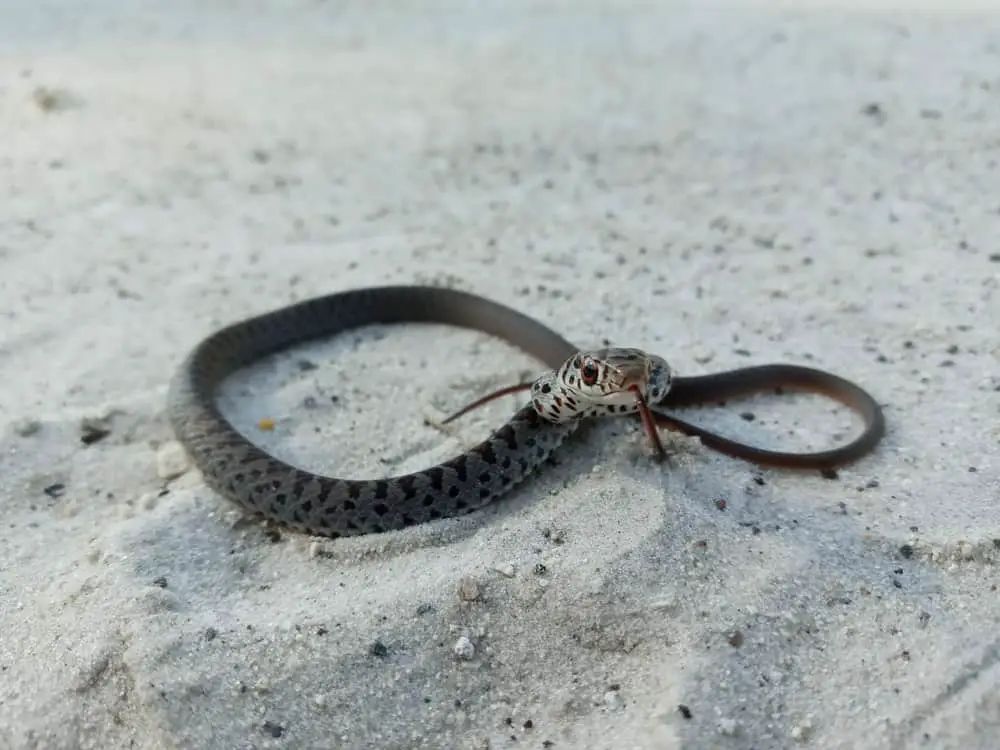 Southern Black Racer Worldwide Nature