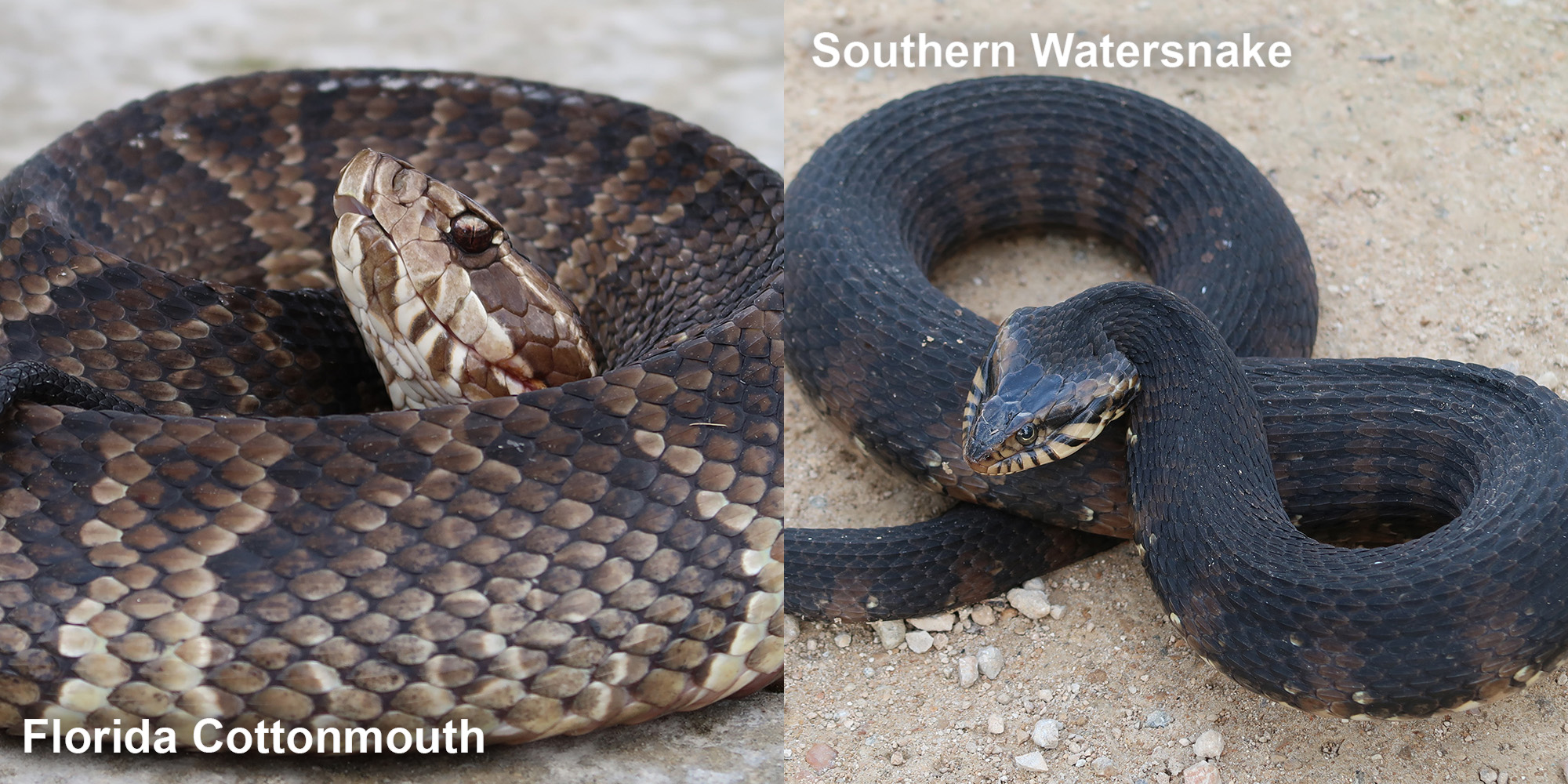 Southern Watersnake Florida Snake Id Guide