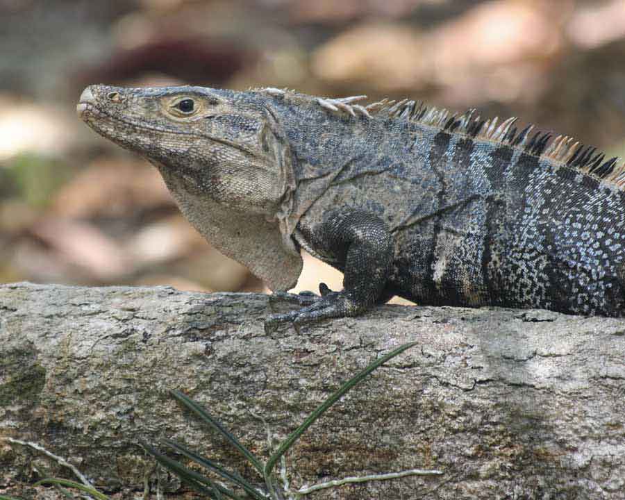 Spiny Tailed Iguana