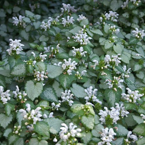 Spotted Dead Nettle White Nancy