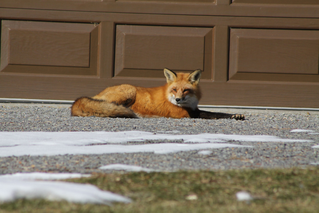 Summer Wildlife A Guide To Safe Snake Removal Wildlife Control