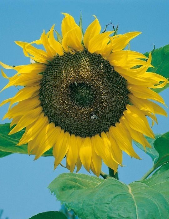 Sunflower Giant Single Seeds The Seed Collection