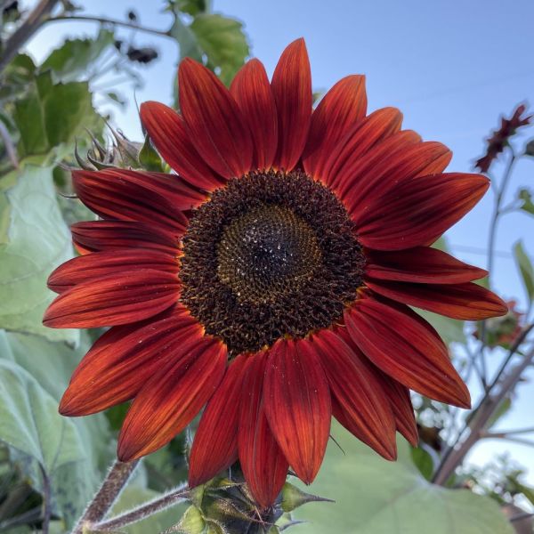 Sunflower Red Sun Care Tips: Vibrant Blooms