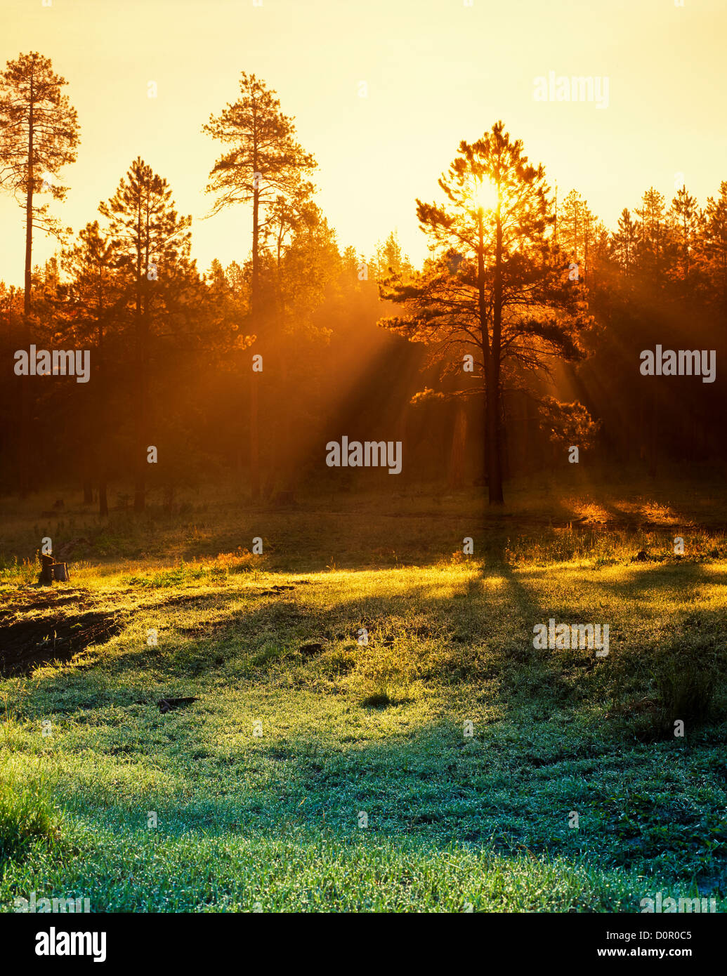 Sunrise On The Mogollon Rim Apache Sitgreaves National Forest Arizona Usa Stock Photo Alamy