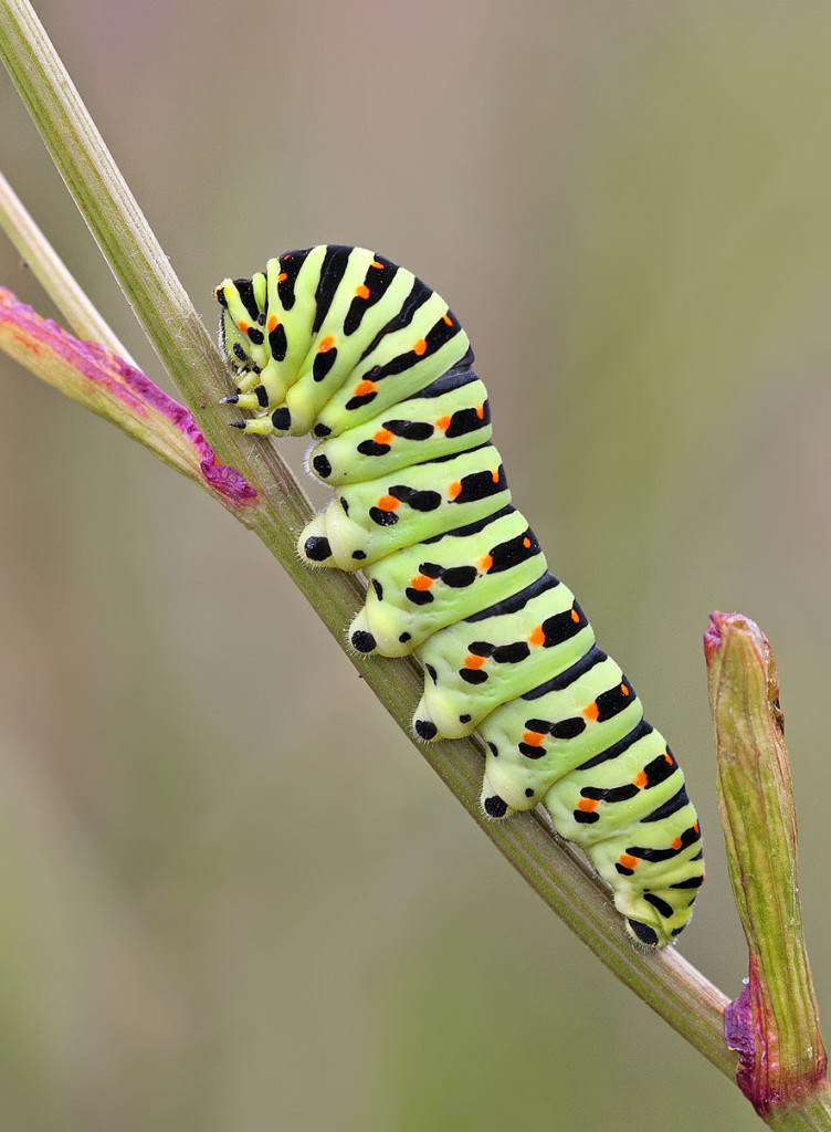 Swallowtail Caterpillar By Julian Dowding Greenwings Wildlife Holidays