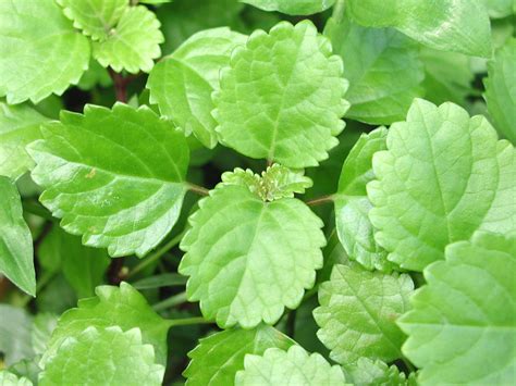 Swedish Ivy Plant