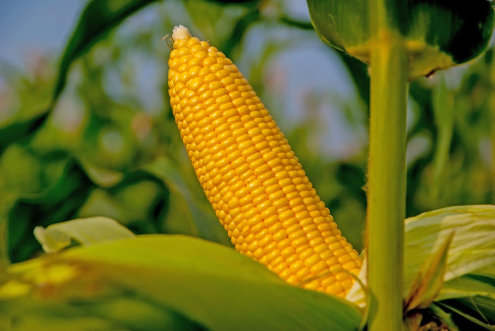 Sweet Corn Guide: Plant To Harvest Success