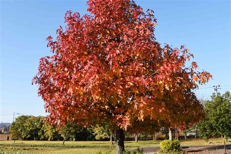 Sweet Gum Trees