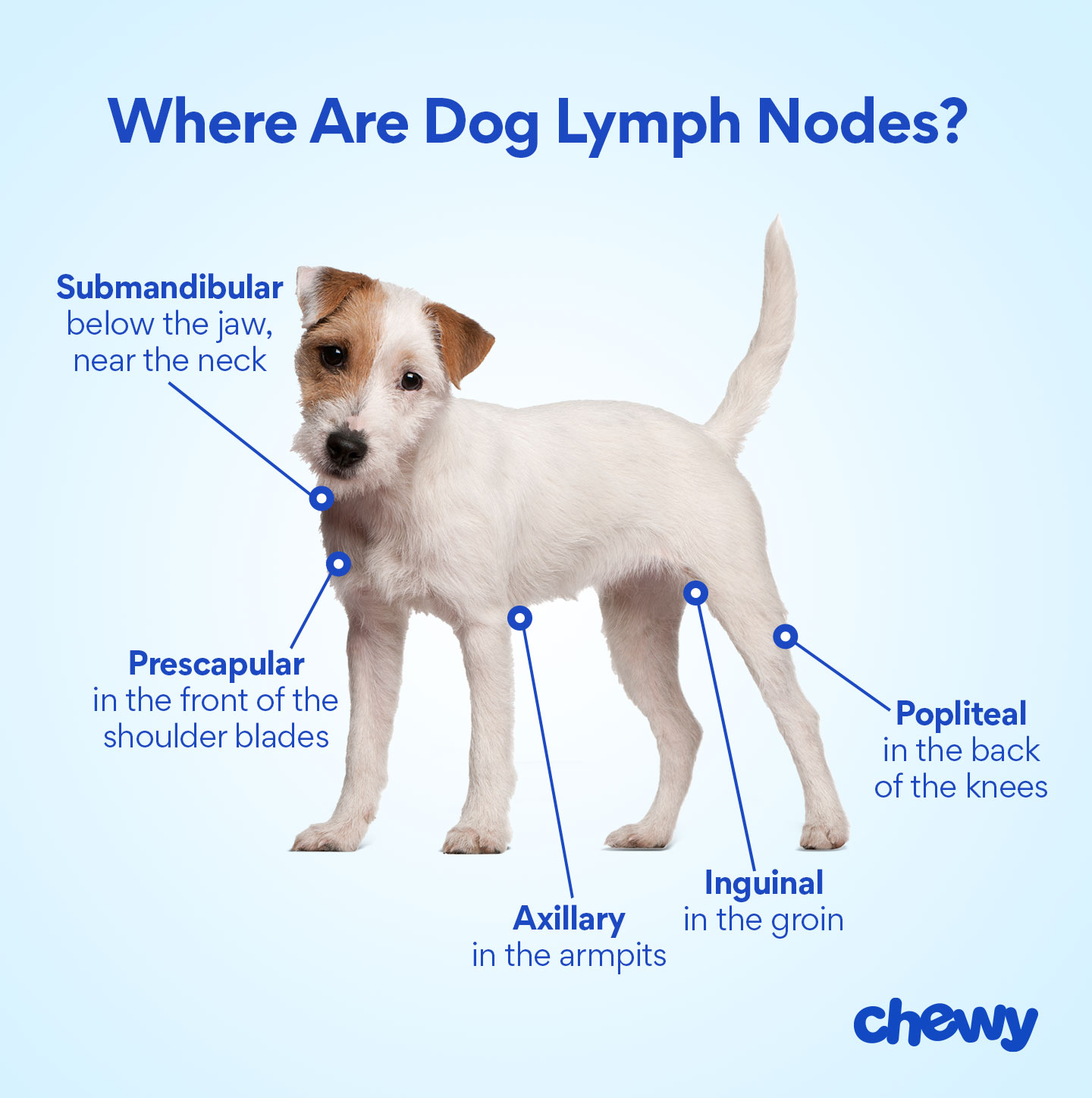 Swollen Lymph Nodes On Dogs Neck Images And Photos Finder