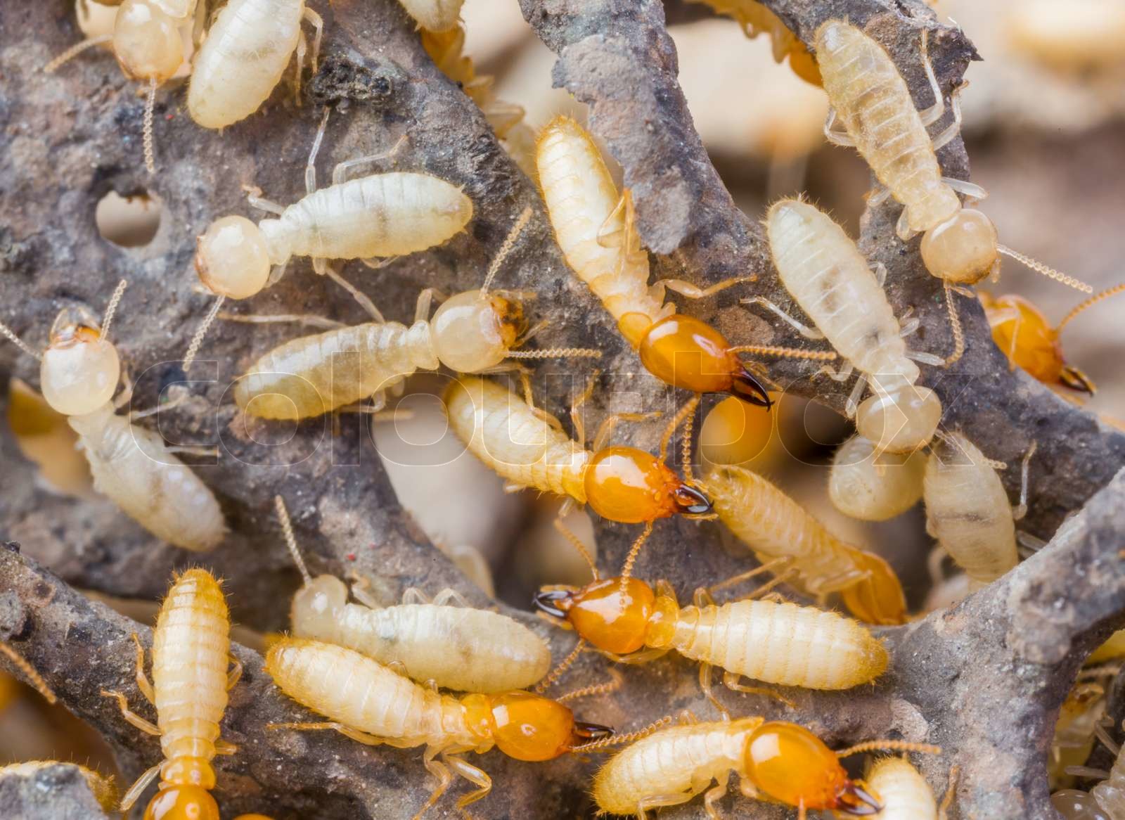 Termites In Florida