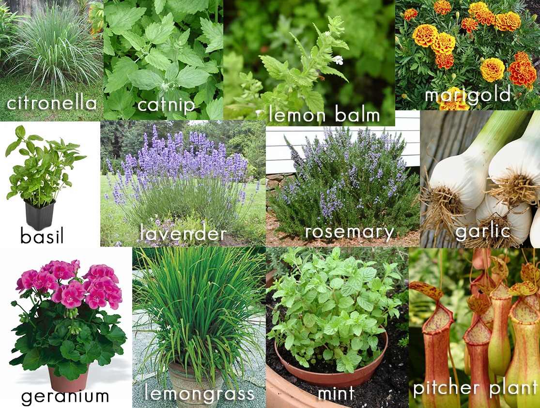 The Best 12 Mosquito Repellent Plants To Grow Mosquito Repelling Plants Mosquito Plants Best