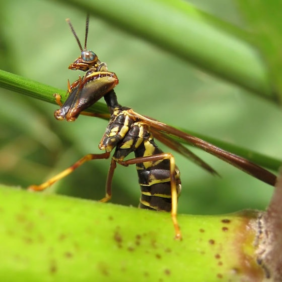 The Intriguing Wasp Mantidfly Owlcation