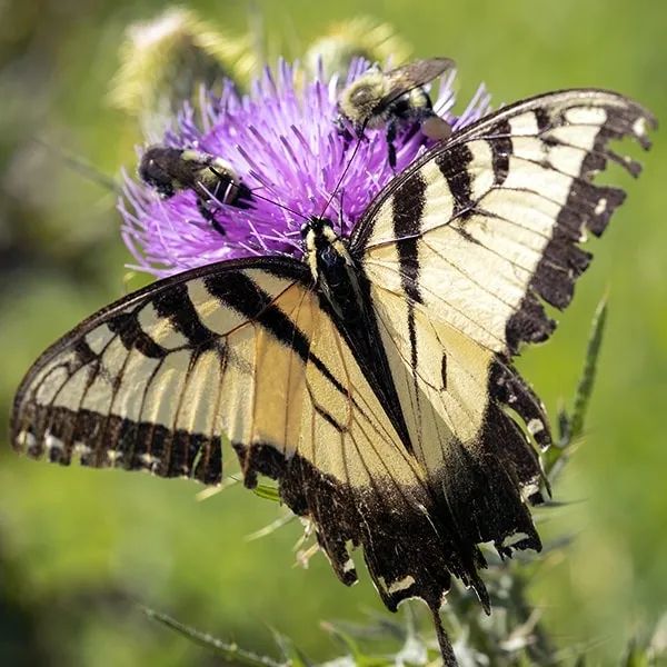 The Irresistible Thistle Invaluable Native Plant