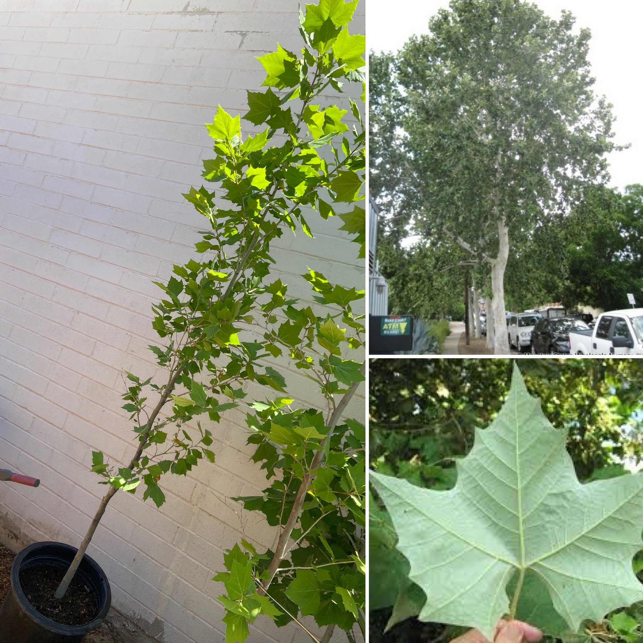 The Mexican Sycamore Platanus Mexicana