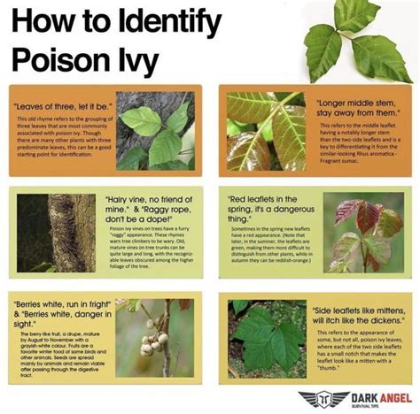 The Perfect 10Step Guide To Make Poison Ivy Disappear Now Immuno Oncology