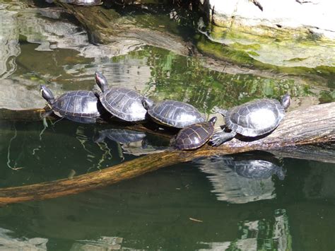 The Secret To Turtle Hibernation Butt Breathing Short News Web