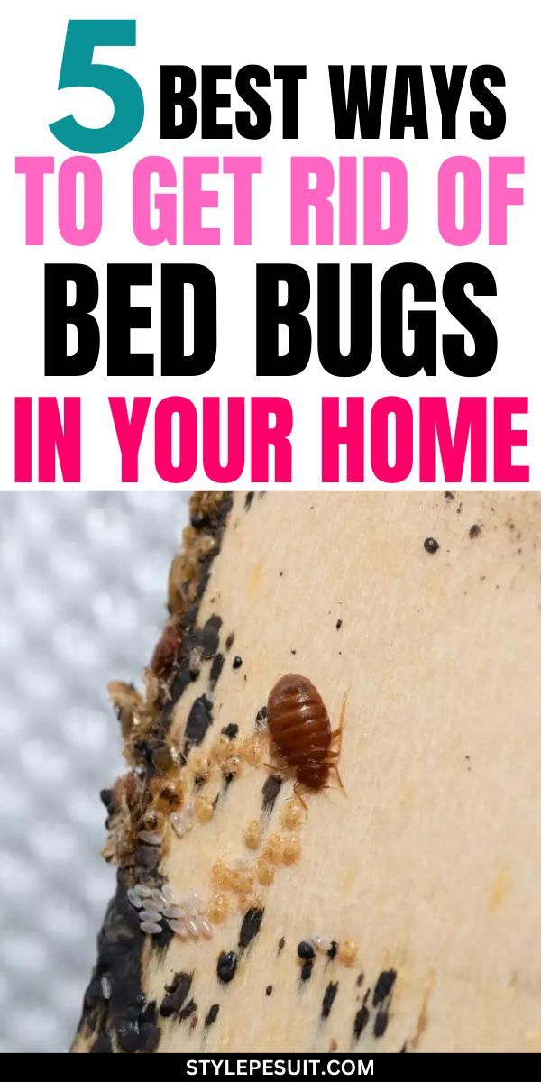 The Ultimate Guide To Getting Rid Of Bed Bugs Artofit