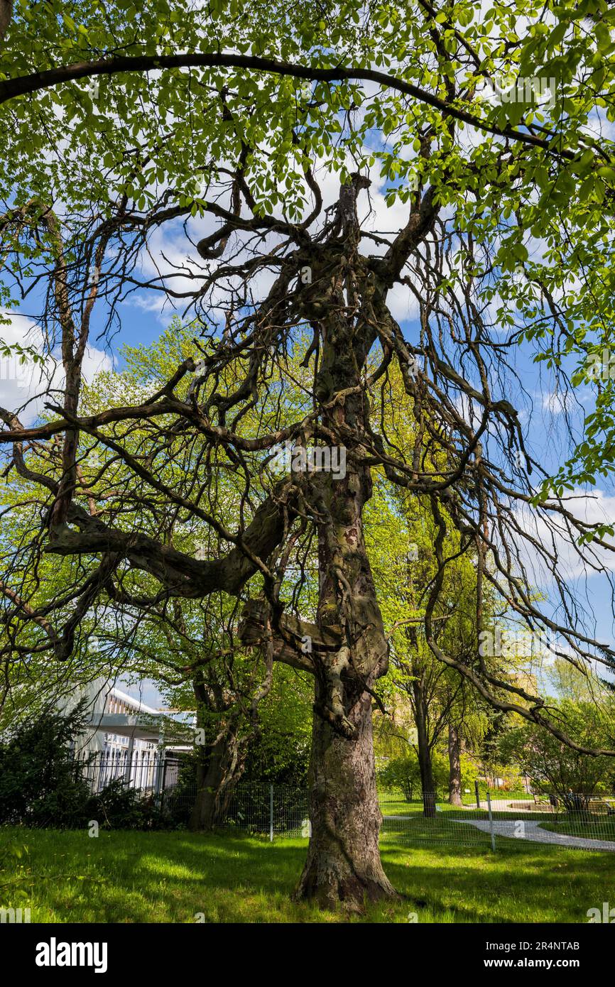 The Weeping Beech Fagus Sylvatica Pendula Is A Cultured Variety Of The Deciduous European