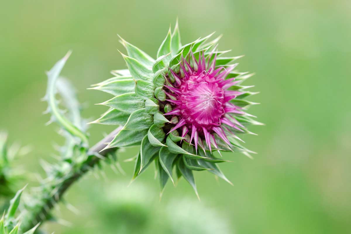 Thistle Plant Care: Grow Huge Blooms