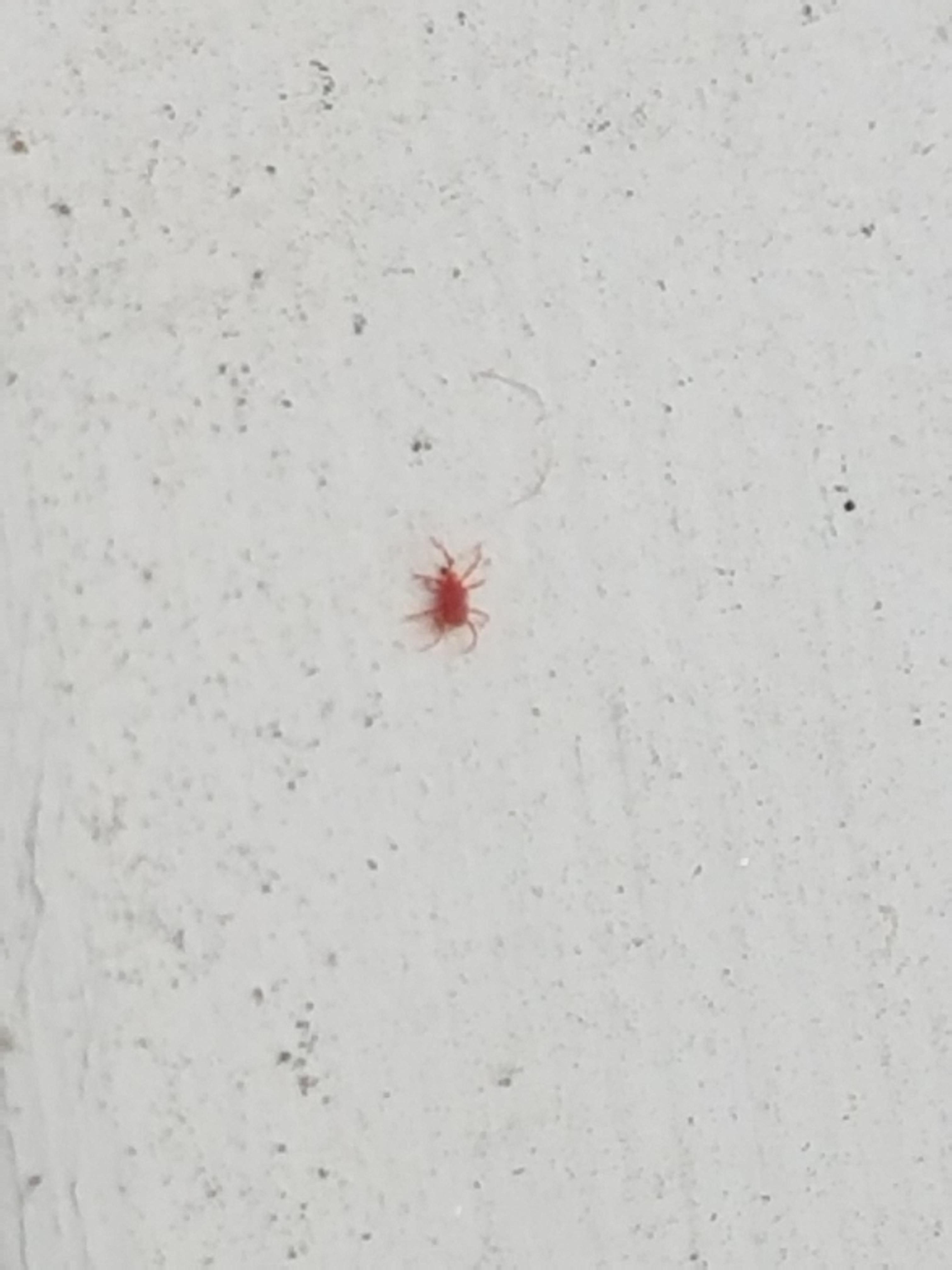 Tiny Red Bug In Se Pa Note This Is Up Close At 8X Zoom R Whatsthisbug