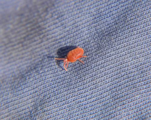 Tiny Red Bugs Identified