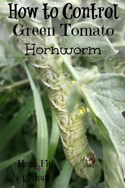 Tomato Hornworm: Control Methods