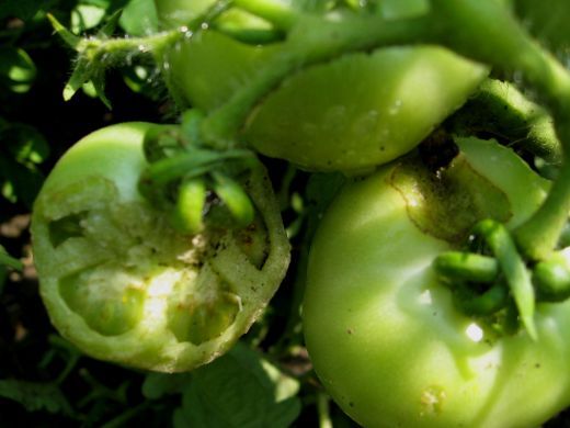 Tomato Plant Pest Hornworm 3 Tips To Get Rid Of Tomato Plant Pests Hubpages