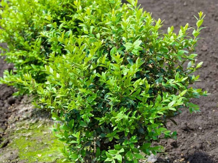 Top 15 Evergreen Bushes For Vibrant Color All Year Long Evergreen Bush Evergreen Flowering