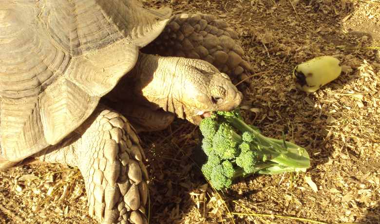 Tortoises Eat Broccoli: Safe Feeding Guide