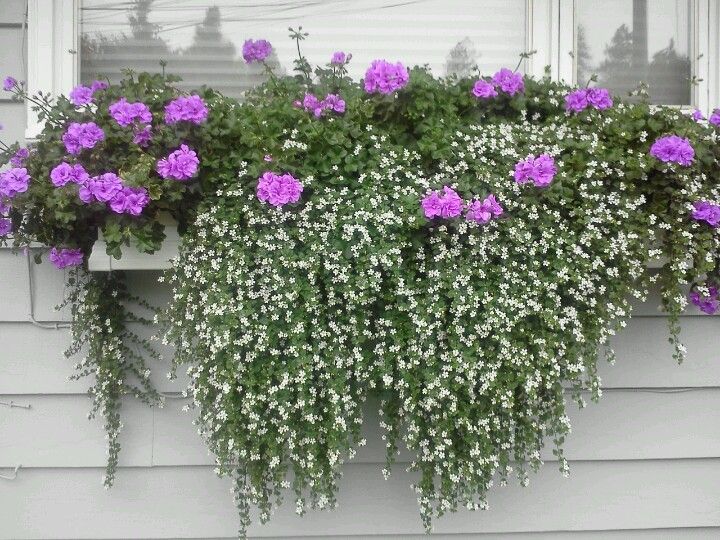 Trailing Ivy For Hanging Baskets