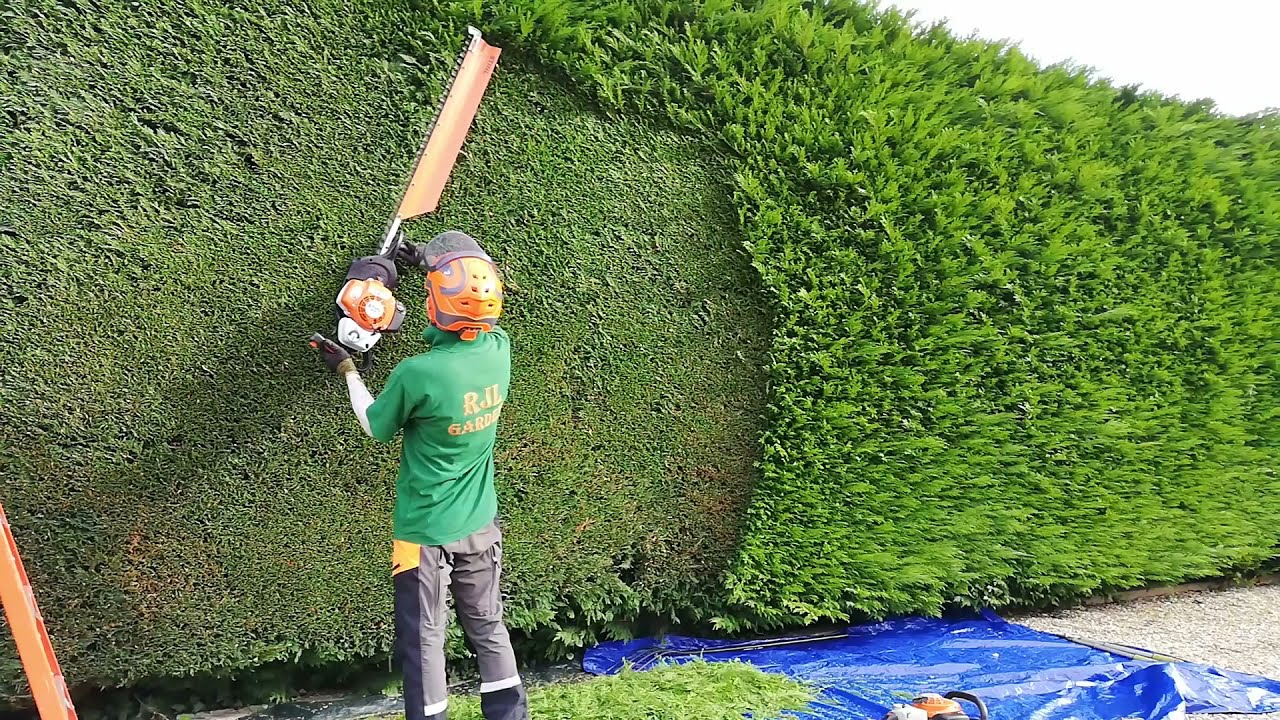 Trimming A Large Conifer Leylandii Hedge Youtube