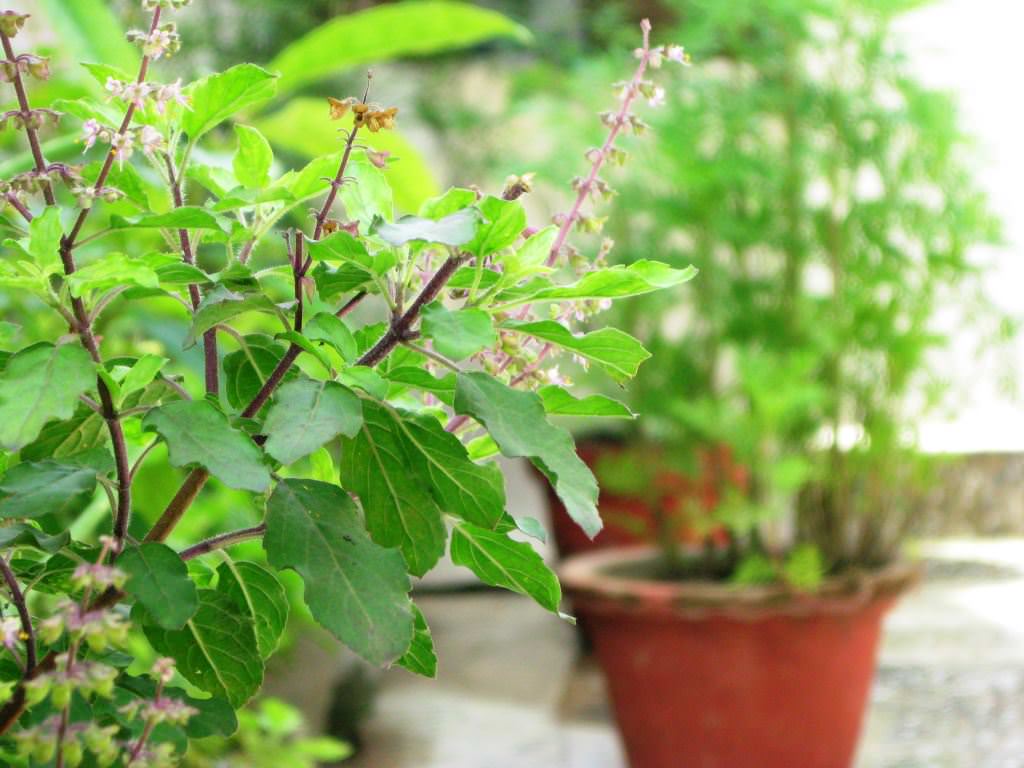 Tulsi Plant Uk Care Tips