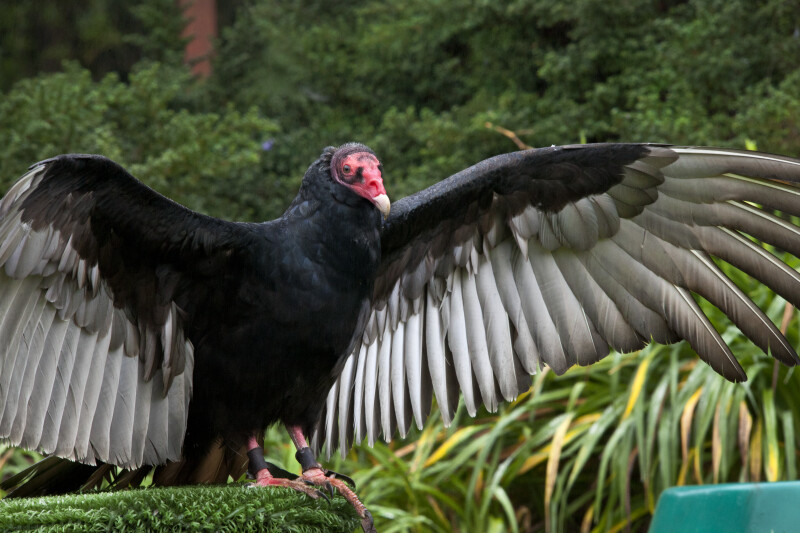 Turkey Vulture Wingspan