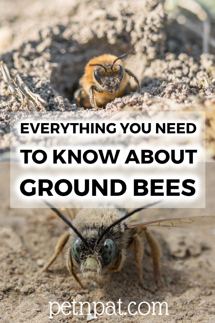 Types Of Ground Bees