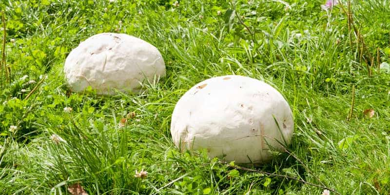 Types Of Lawn Mushrooms Lawn Com Au