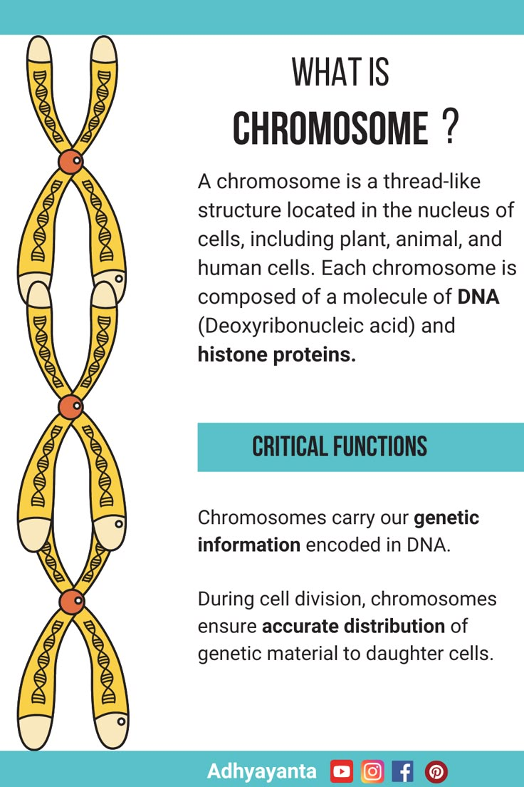 Understanding Chromosomes The Key To Heredity And Evolution