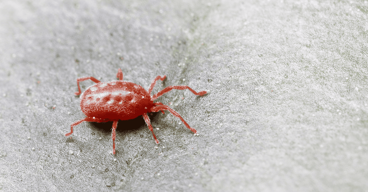 Very Very Tiny Red Bugs Balaustium Bugguide Net