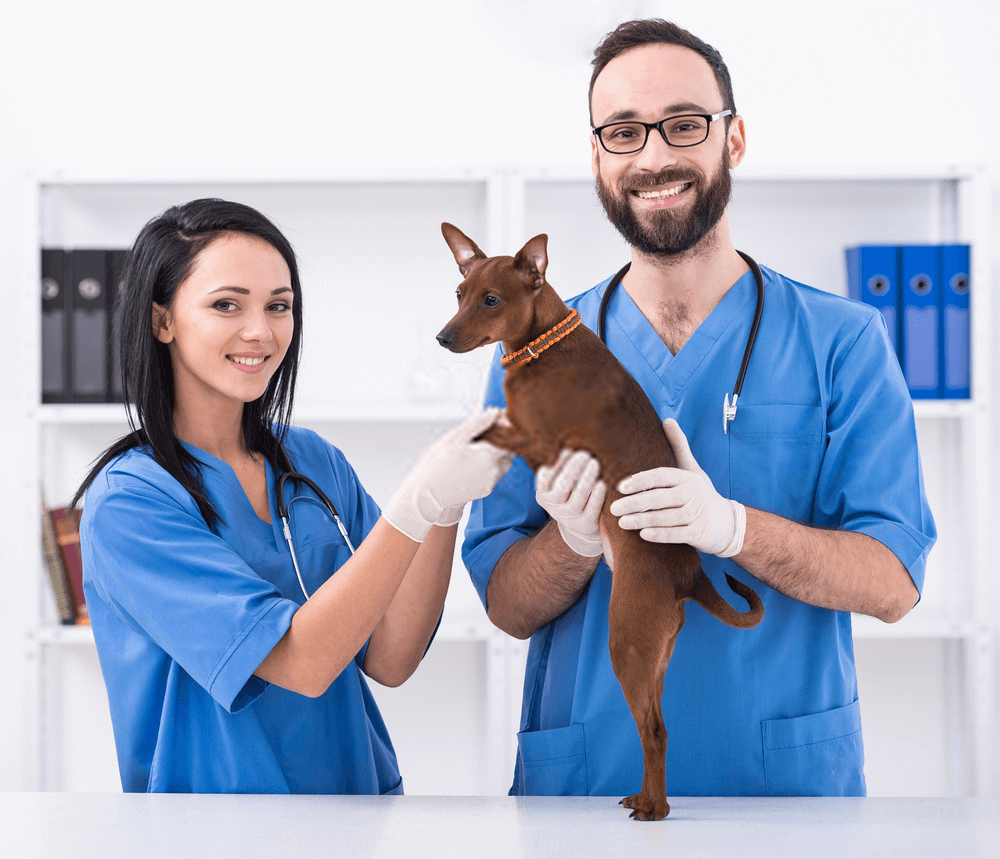 Veterinary Technician Schools: Get Certified Nearby