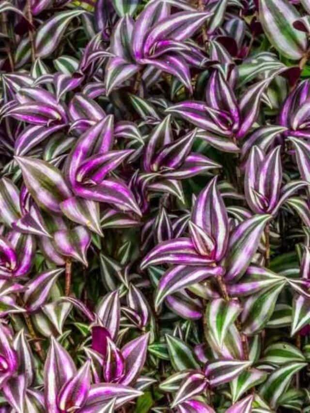 Wandering Jew Plant Care Types And Growing Tips Plants Of Merit