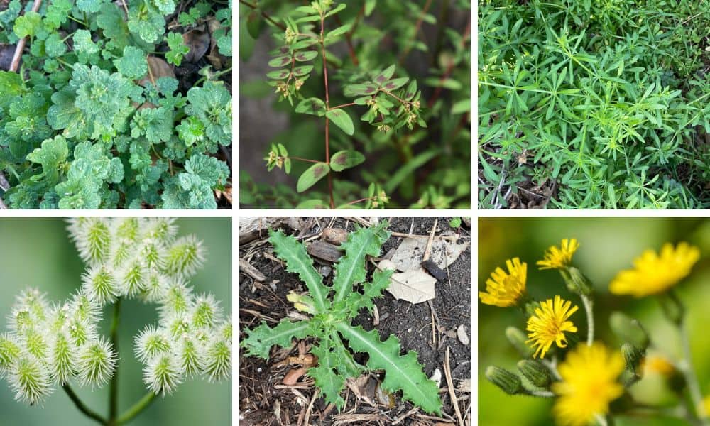 Weeds In Texas