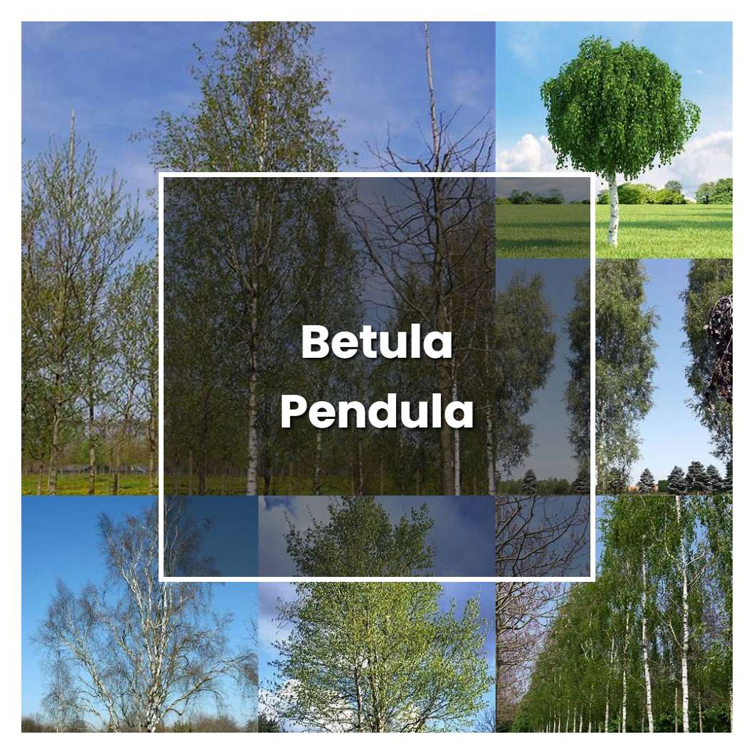 Weeping Betula Pendula Care: Thriving Tips