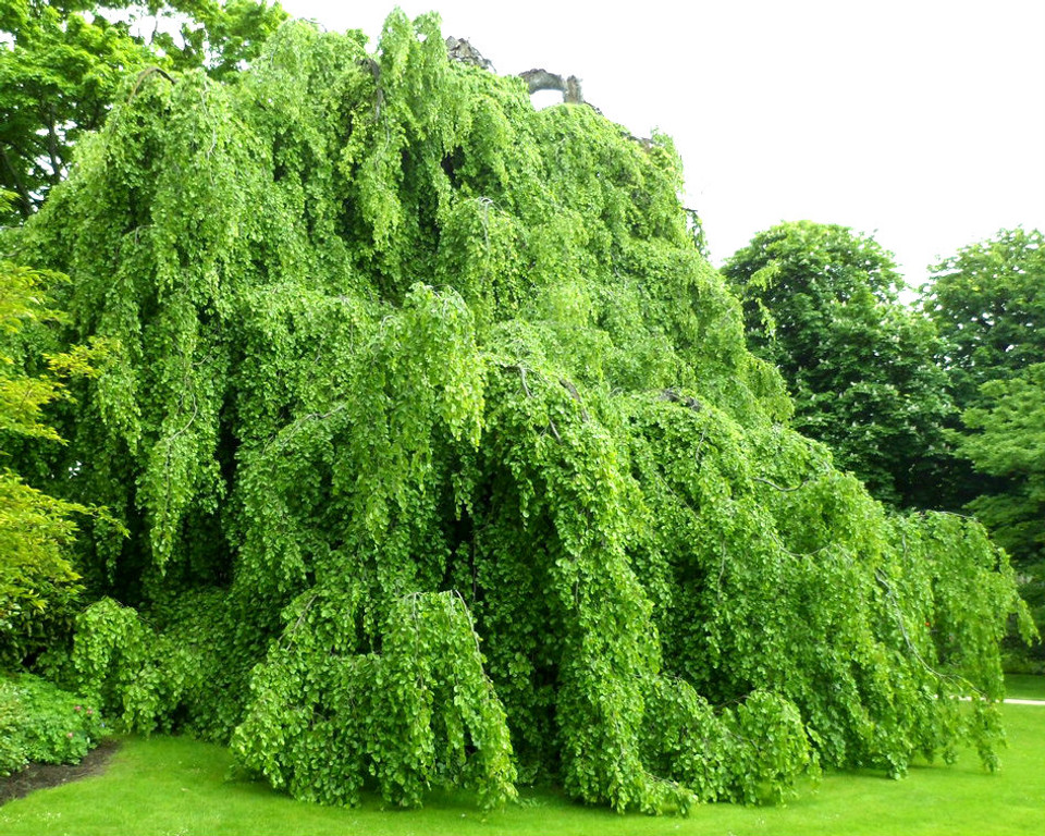 Weeping European Beech Fagus Sylvatica Var Pendula North American Insects Spiders