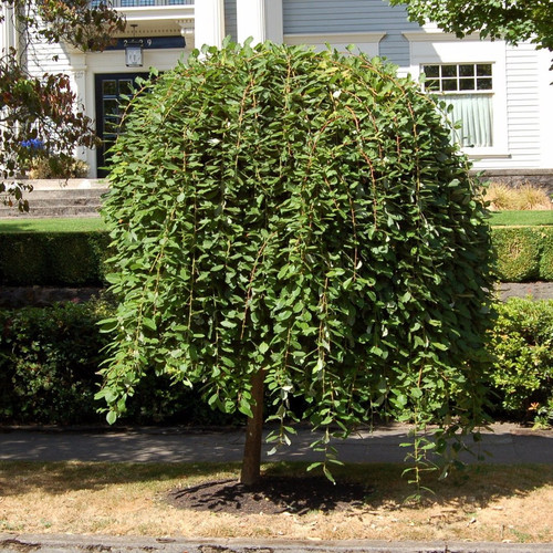 Weeping Pussy Willow A Salix Caprea Pendula Care Guide