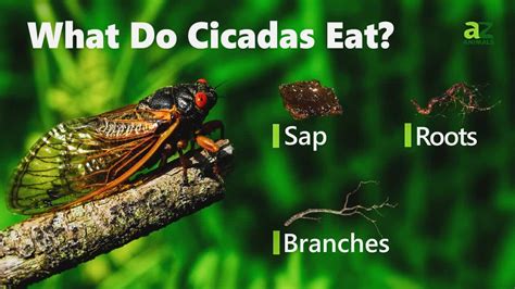 What Animals Eat Cicadas