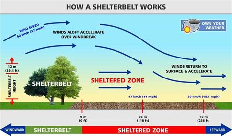 What Are Shelterbelts' Drawbacks? Fixing Issues