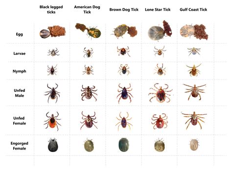 What Are Ticks In Florida? Prevention Guide