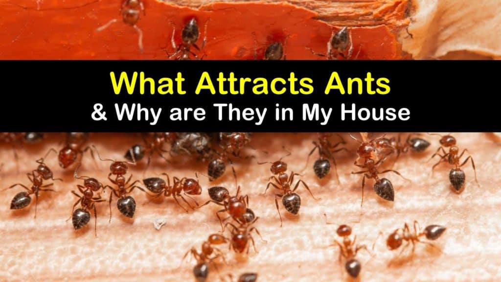 What Attracts Ants In Grass Uk? Eradication Tips