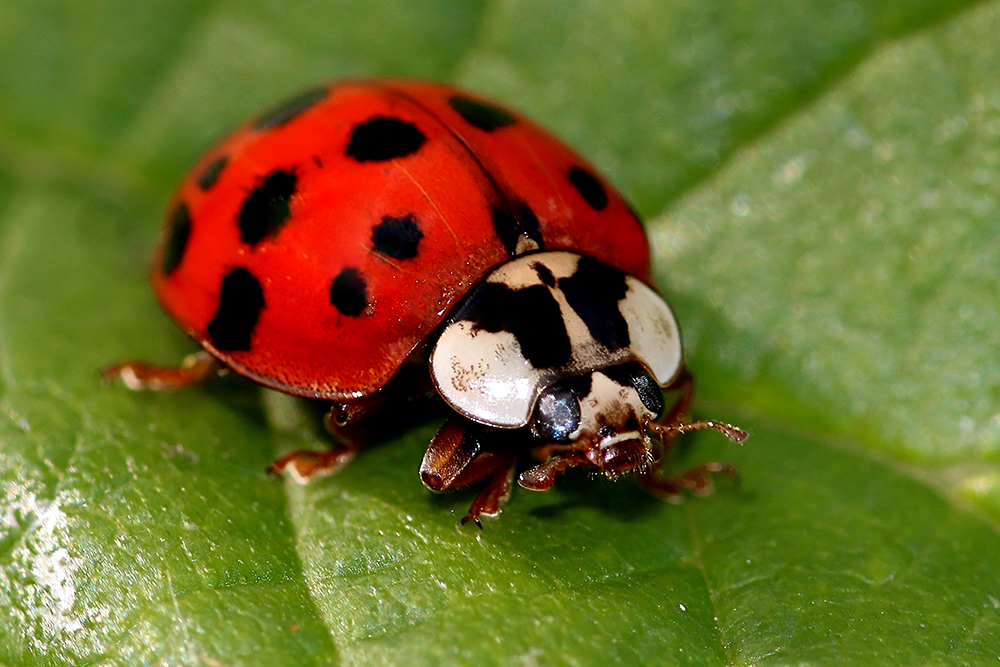 What Attracts Asian Lady Beetles? Pest Control Tips